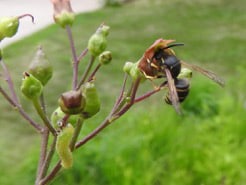 Natural Connections: The buzz on wasps