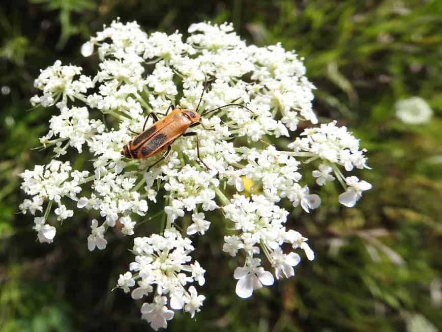 Natural Connections: The queen’s lace