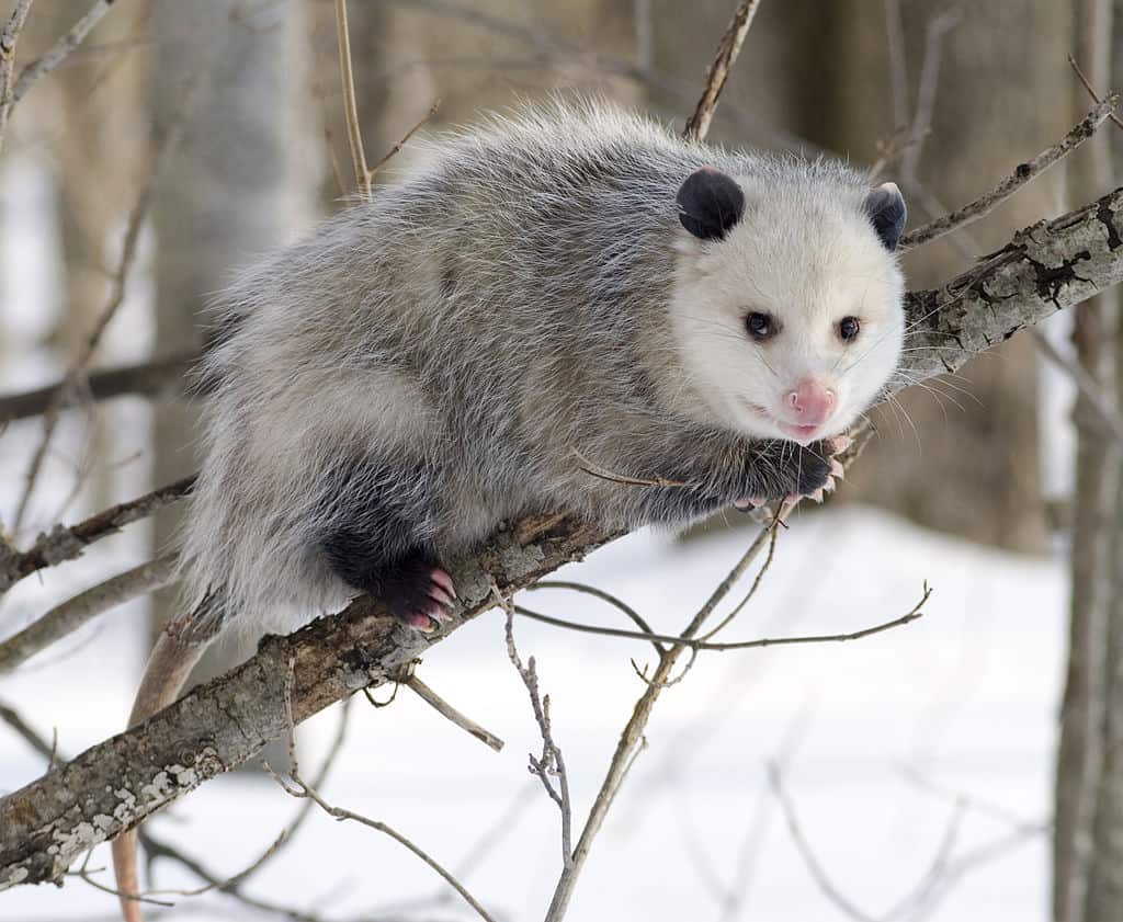 Natural Connections: Opossums eat wood ticks
