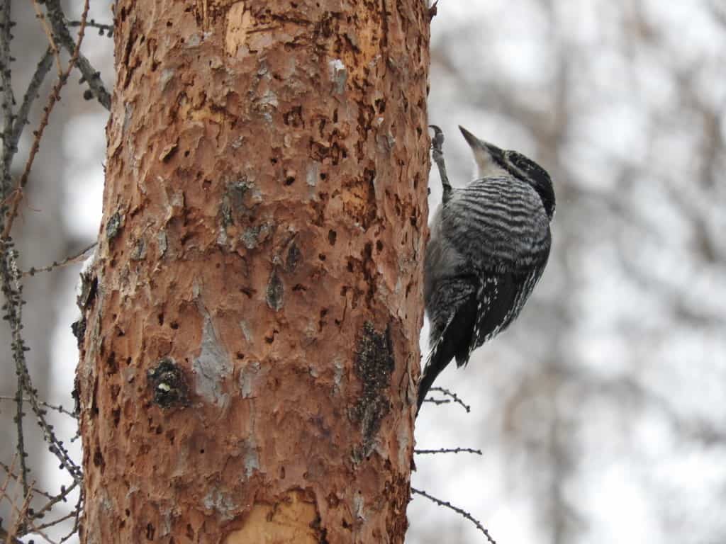 Natural Connections: Beetles cause unusual woodpecker sightings
