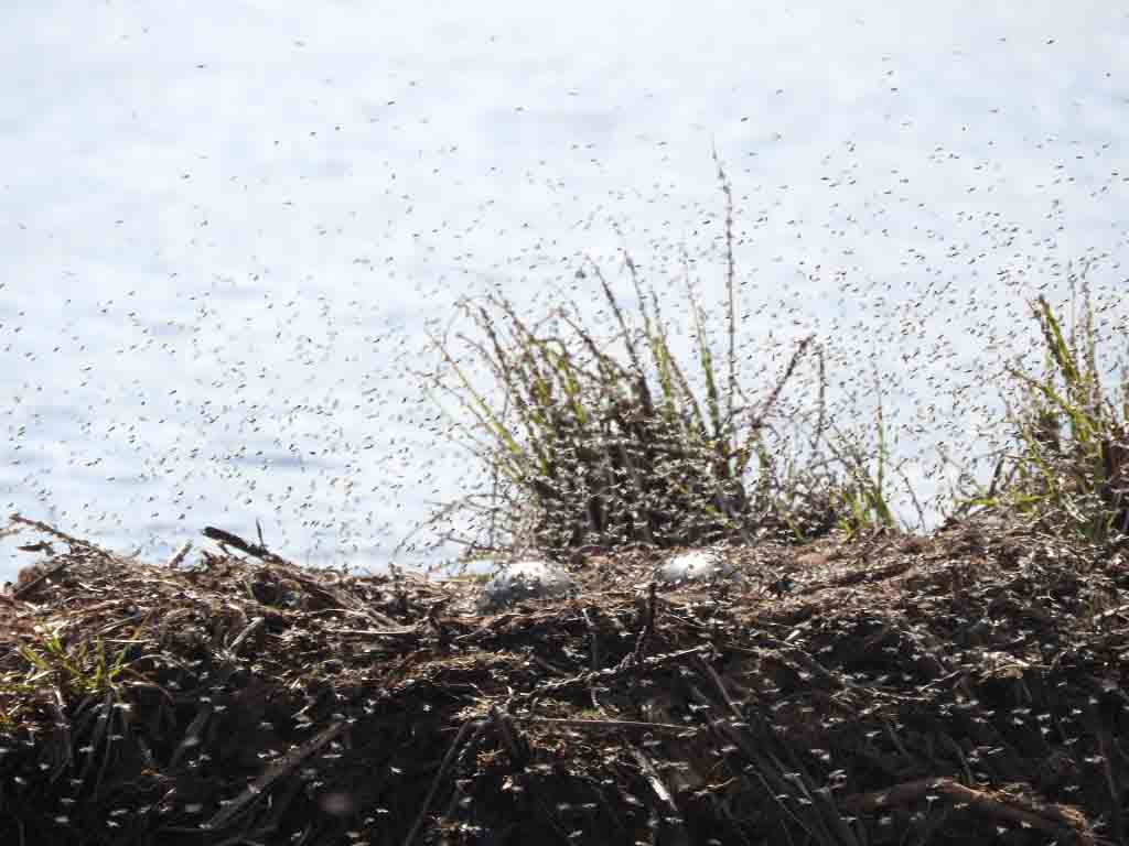 Natural Connections: Loon nests under attack