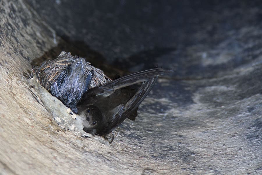 Got swifts? Survey seeks to identify chimneys providing bird habitat