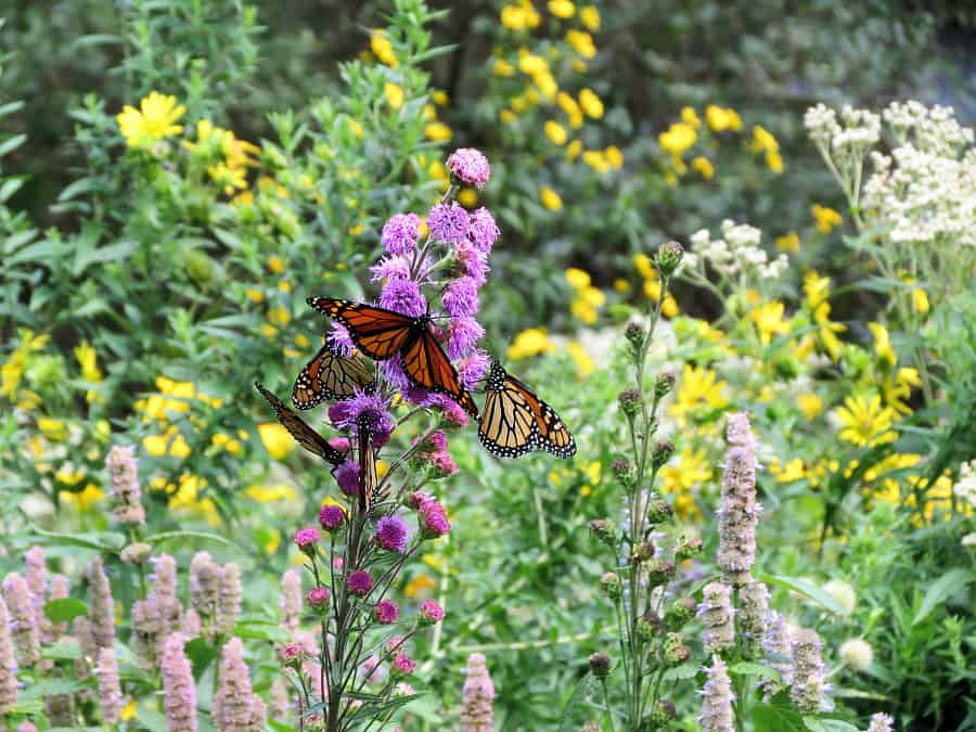 Enjoy and aid monarch butterflies this summer