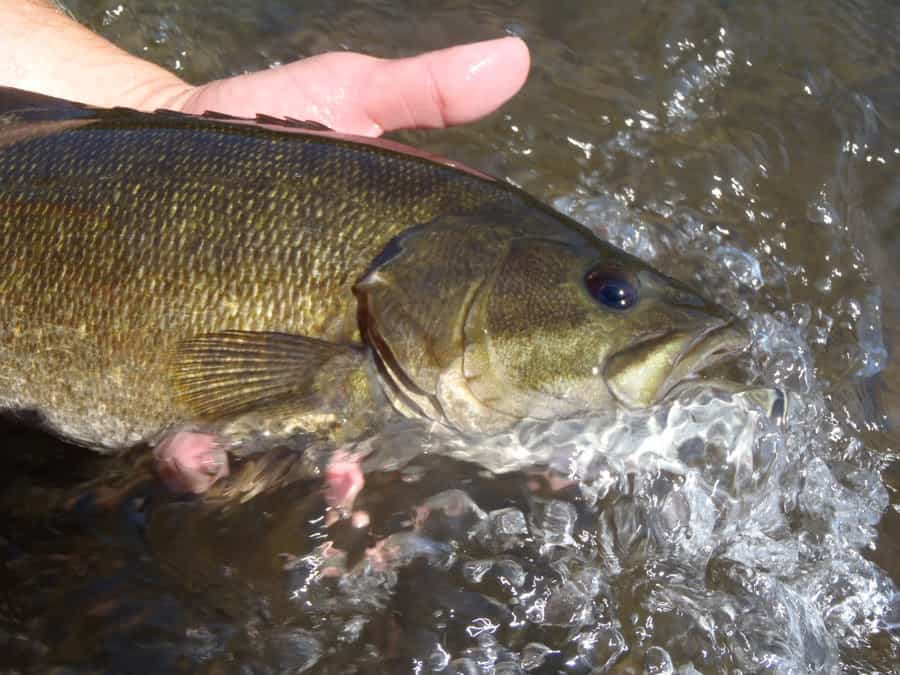 Smallmouth bass season open in northern management zone