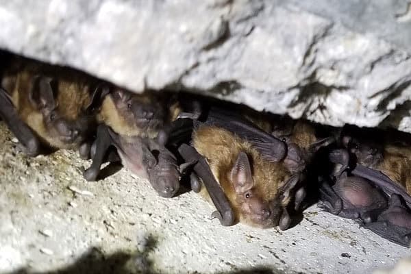Take part in Great Wisconsin Bat Count July 17-19