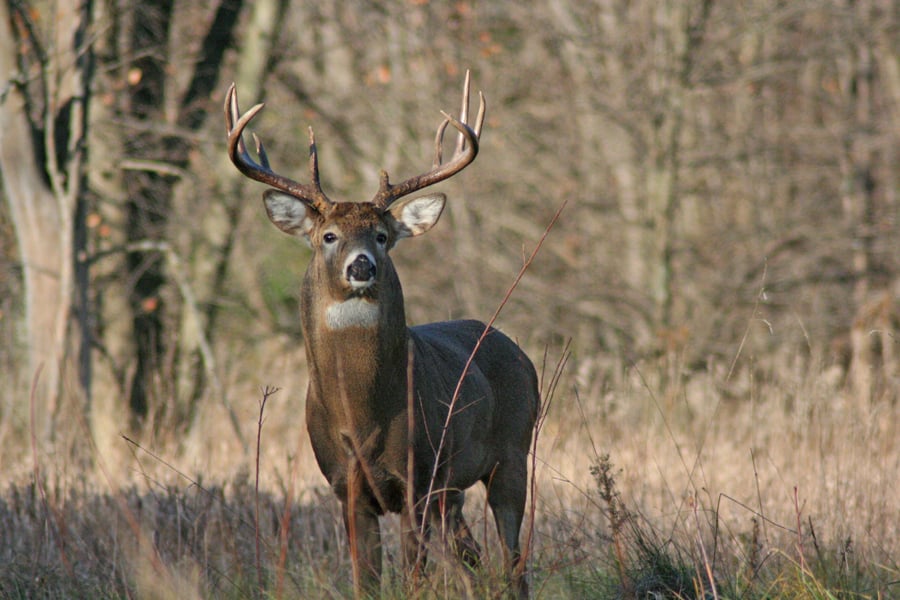 Nine-day deer hunt license sales, harvest totals up from last year