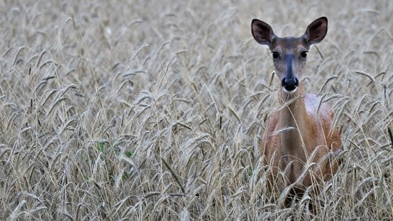 Bonus antlerless deer harvest authorizations on sale this month