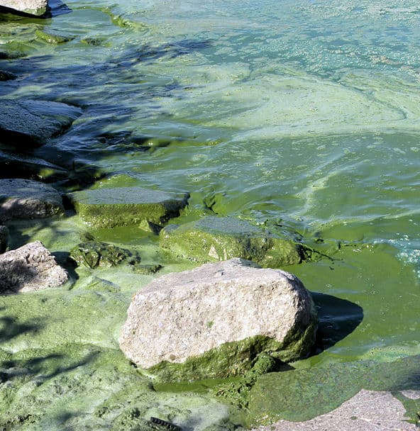 LCHD warns of dangers of blue-green algae blooms
