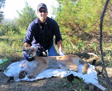 A letter from Wisconsin’s new large carnivore biologist