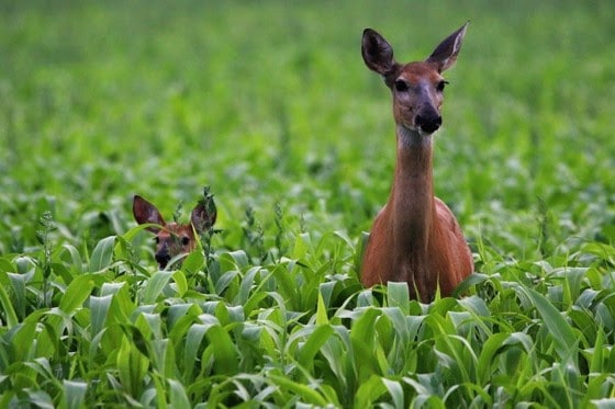 Operation Deer Watch: Help track state’s deer populations by reporting sightings