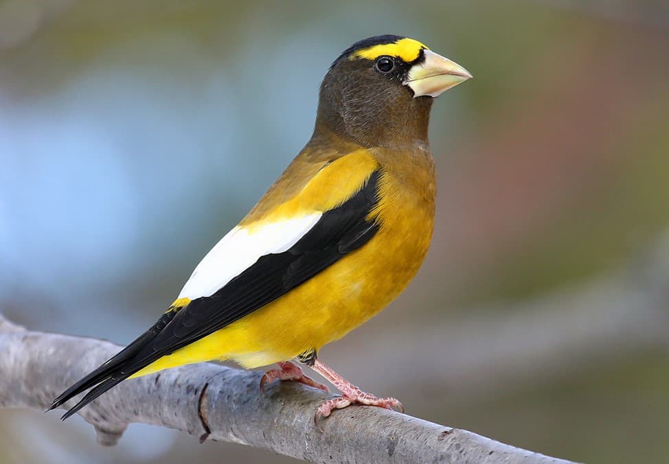 Birding Report: ‘Winter finches’ showing excellent diversity, numbers