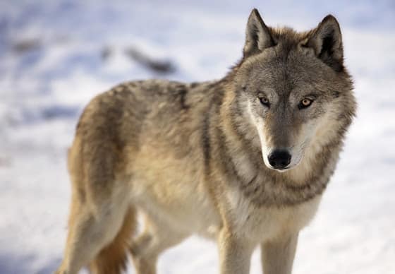 DNR seeking public input on wolf management, 2021 fall harvest season