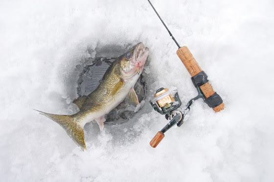 DNR holding virtual Wisconsin Walleye Management Plan meeting for Oneida, Price, Vilas counties Jan. 12