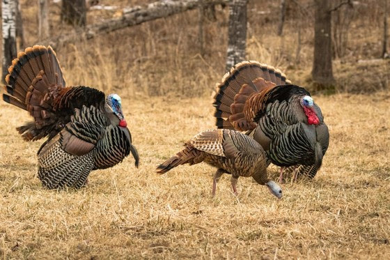 Fall turkey harvest numbers, permit sales increased in 2020
