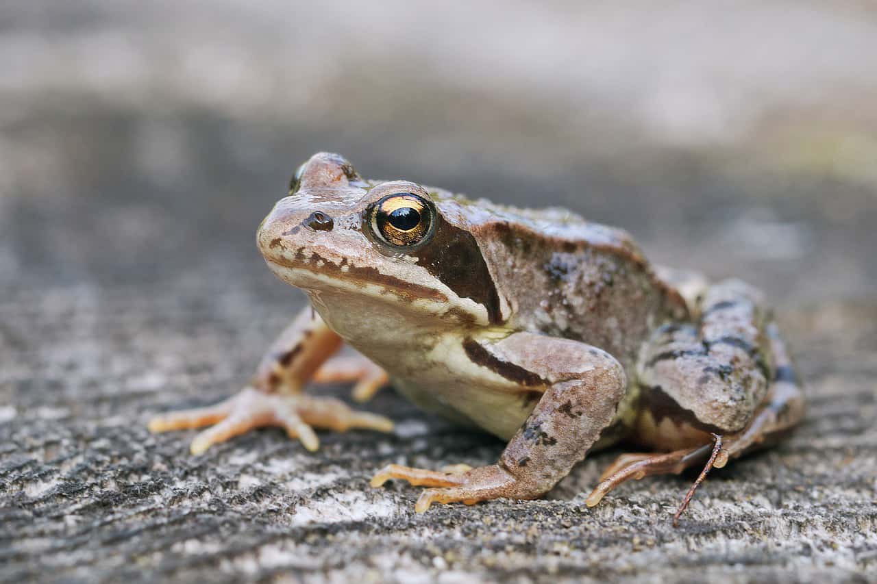 Natural Connections: Wood Frog Winter