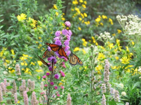 DNR: Order native plants to aid birds, bees, butterflies, more