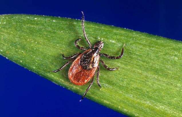 Check yourself: Warmer weather leads to return of deer ticks