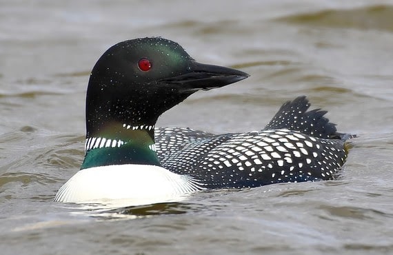 Birding Report: Mild weather brings waterfowl, sparrows to south, new birds to north