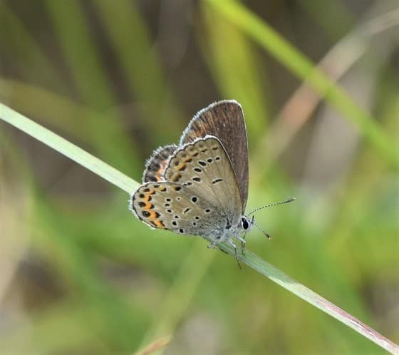 DNR seeking volunteers for Karner blue butterfly surveys