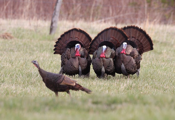 Nearly 38,000 acres of private land to open to turkey hunters