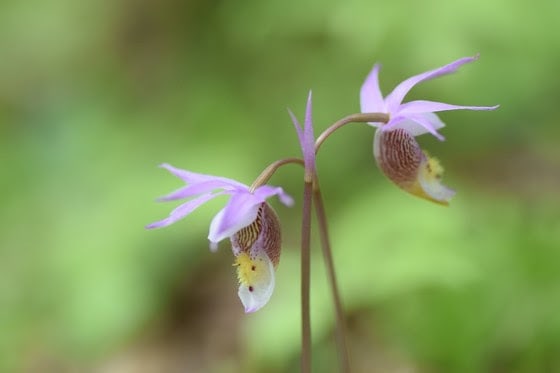 Volunteers discover new populations of rare orchids, milkweeds
