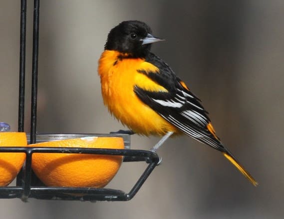 Birding Report: Backyard favorites return…warblers too!