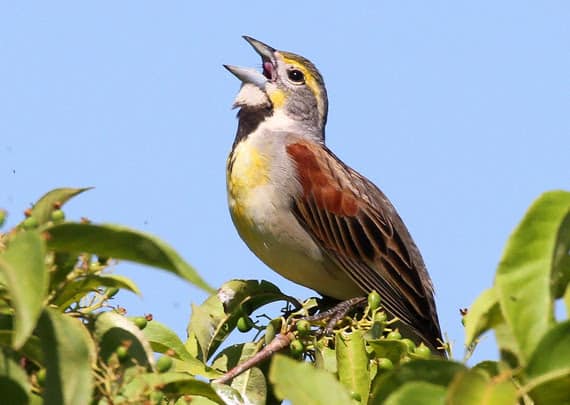 Birding Report: Wisconsin sees influx of Dickcissels, other plains birds
