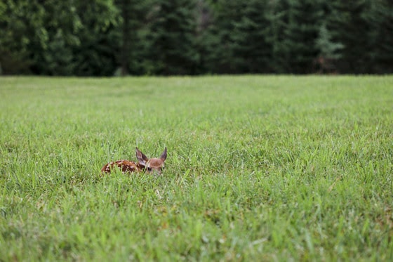 Keep wildlife wild: What to do if you find a fawn this summer