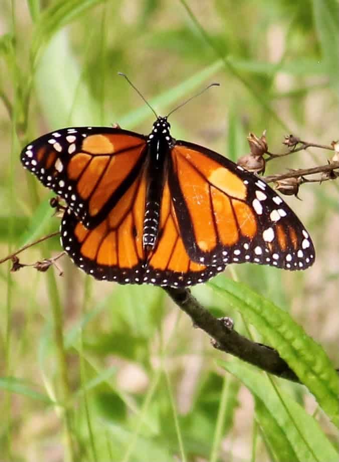 Monarchs arriving in Wisconsin: Learn how to help butterflies this summer
