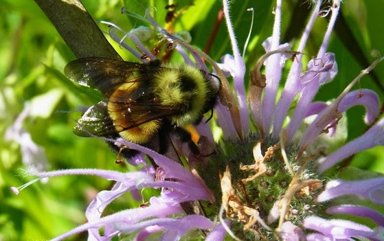 Pollinator Week: Take action to help bees, butterflies