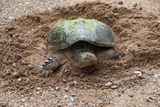 DNR: How to protect turtles on the move