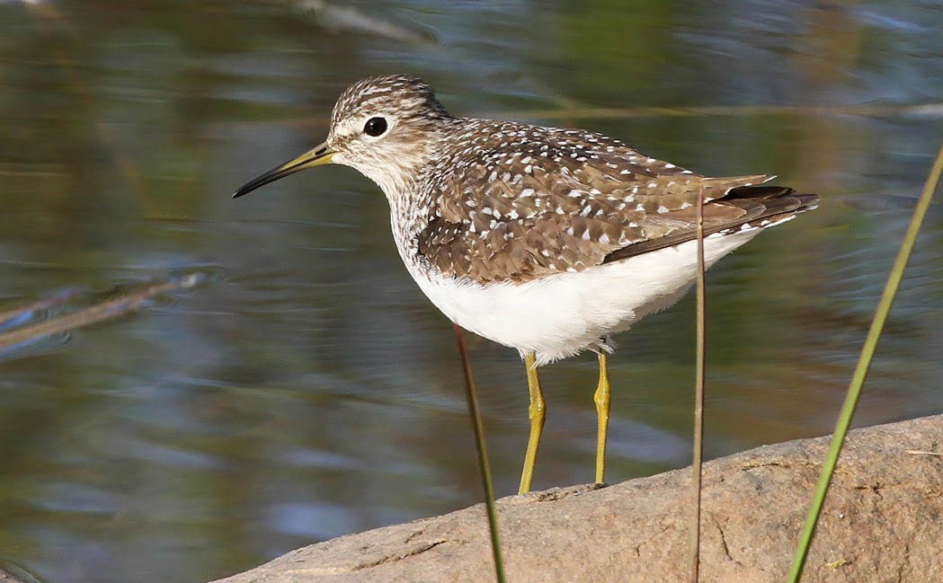 Birding Report: Shorebirds starting southbound migration while nesting birds feed young