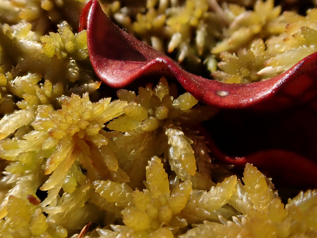 Natural Connections: The Myths and Mysteries of Sphagnum Moss