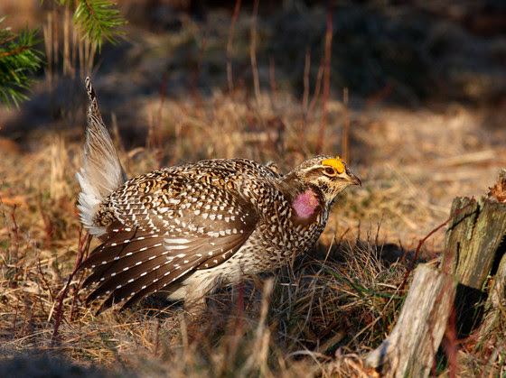 Sharp-tailed grouse hunting season remains closed for fall 2021