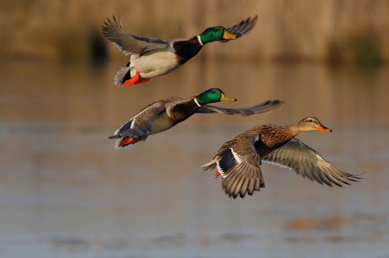 Spring waterfowl survey results show overall population increase