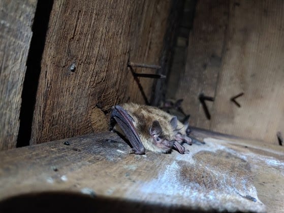 DNR: Safely, humanely evict bats from buildings through May 31