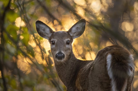 2021 bonus antlerless deer harvest authorizations available