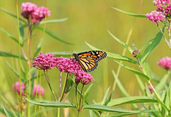 Volunteer efforts bolster Wisconsin’s monarch habitat