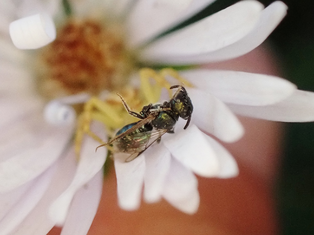 Natural Connections: Save the Bees with a Messy Garden