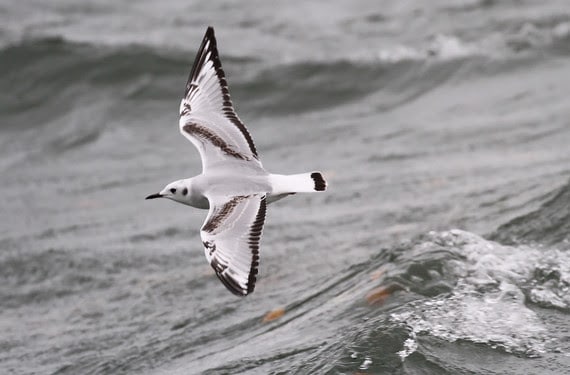 Birding Report: Wisconsin’s wintering birds arrive amid waterfowl migration