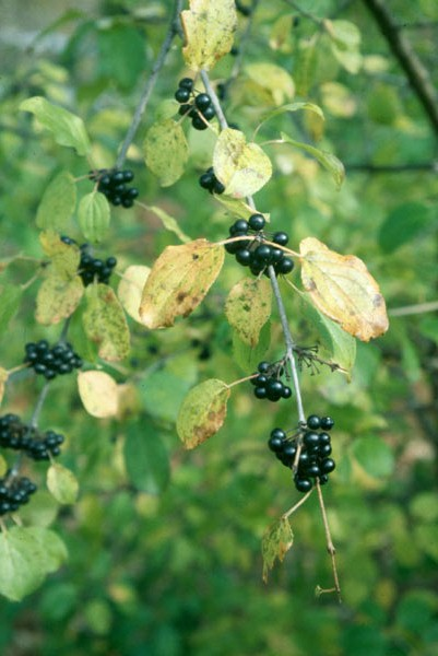 Buckthorn: How to identify, remove invasive plant