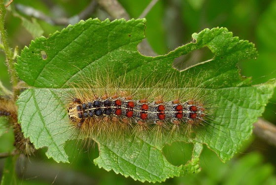 DNR asking public to help remove gypsy moth egg masses this fall