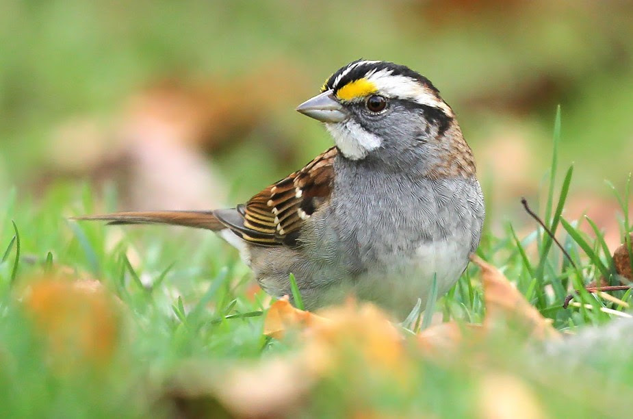 Birding Report: Owls pipe up, sparrows steal the show in October