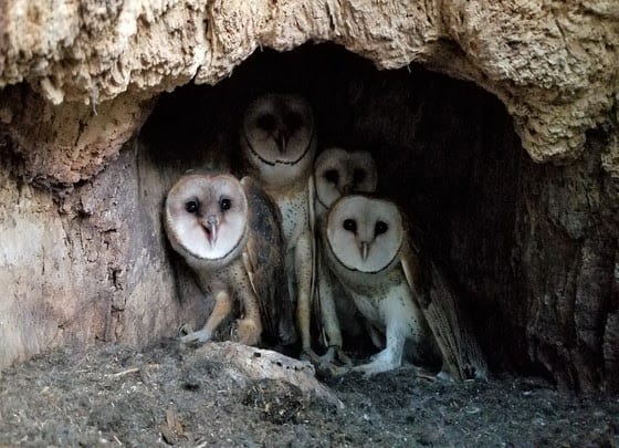 First barn owl nest documented in Wisconsin in 20+ years