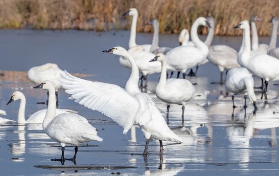 Birding Report: Tundra swans arrive in big numbers, snowy owls trickle in, some feeder favorites linger