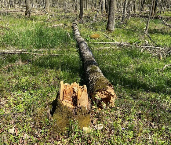 DNR: Avoid ash trees when placing deer stands