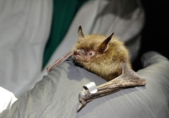 DNR research reveals bats’ nighttime secrets