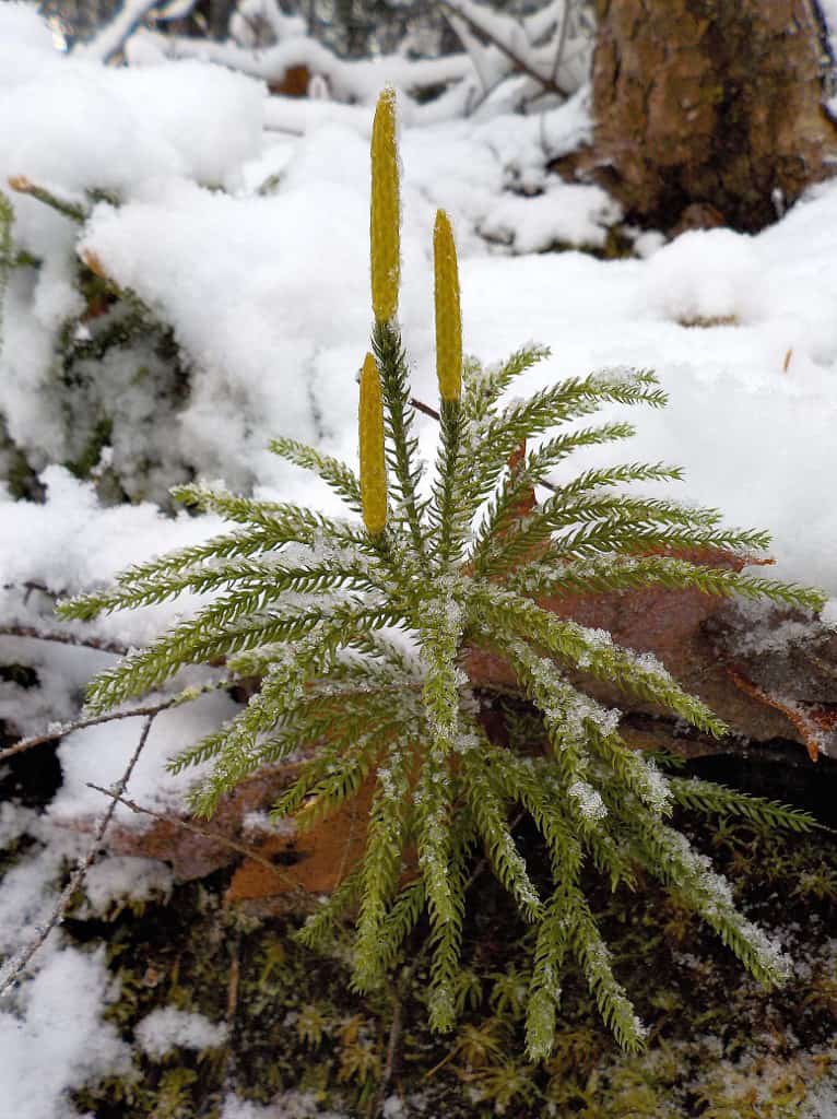 Natural Connections: Clubmoss Magic