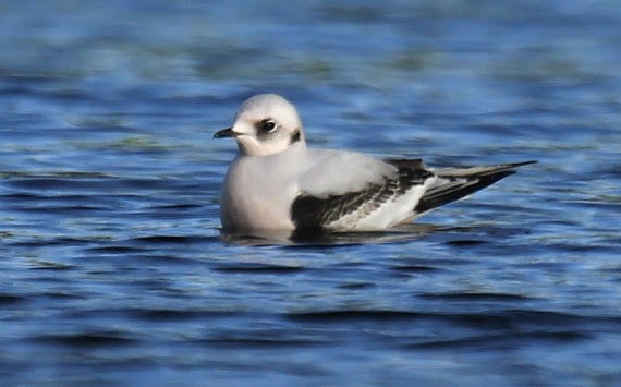 Birding Report: Mega-rare gull emerges on Mississippi as waterbirds start south
