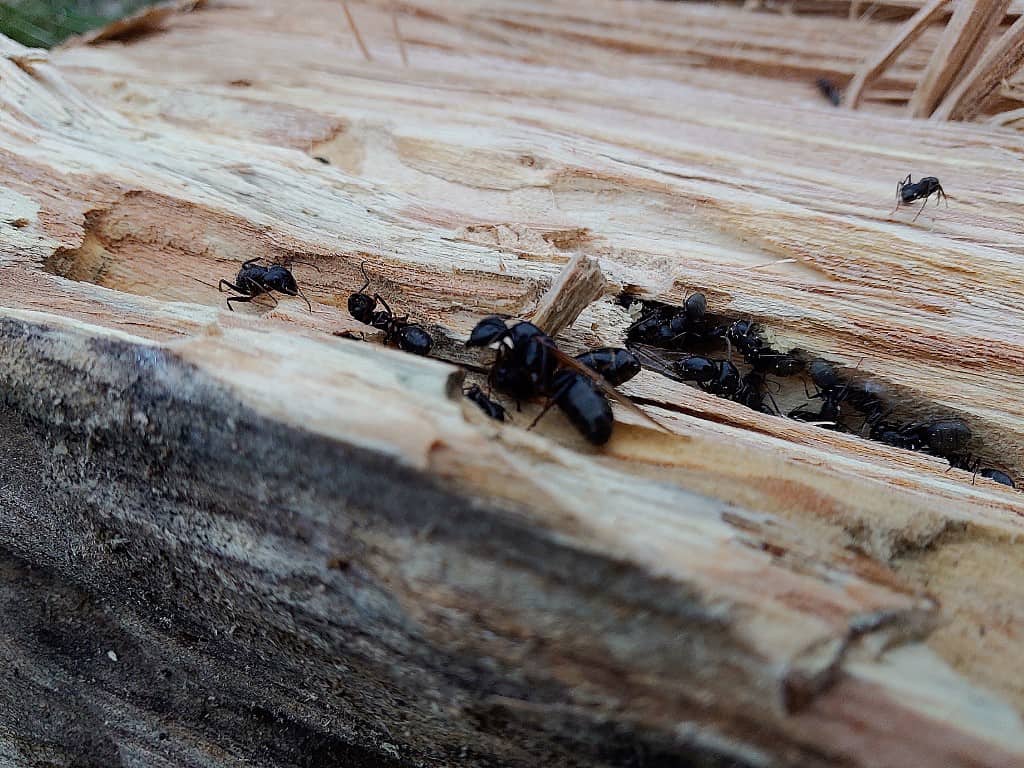 Natural Connections: Cozy Carpenter Ants